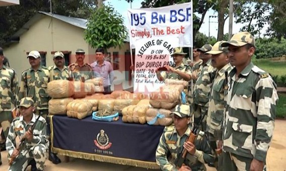 BSF 195Bn seized 118kg of cannabis worth about Rs 6 lakhs, Tripura turned into a den for cannabis smuggling, narco-politics : Police under DGP Nagraj fails to curb massive ganja cultivation
